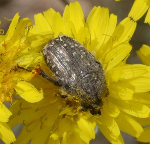 Oxythyrea funesta